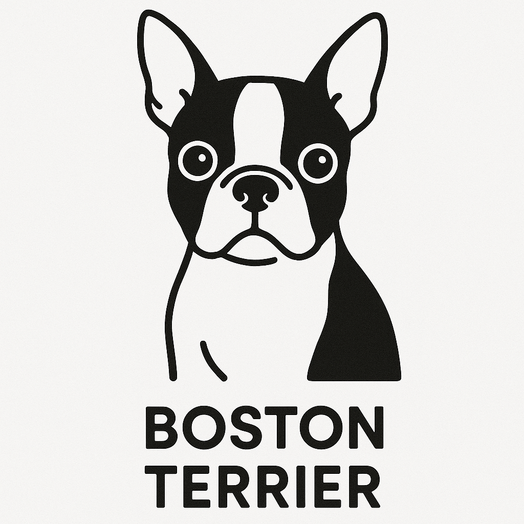 Boston Terrier